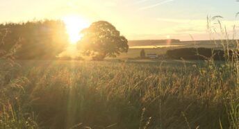 A picturesque sunset over a field filled with tall grass and silhouetted trees.