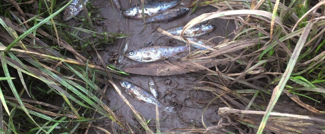 Dead fish in field after river flooding