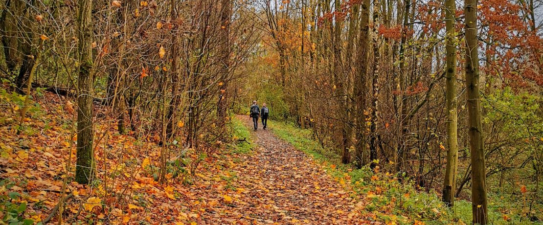 Preston woodlands