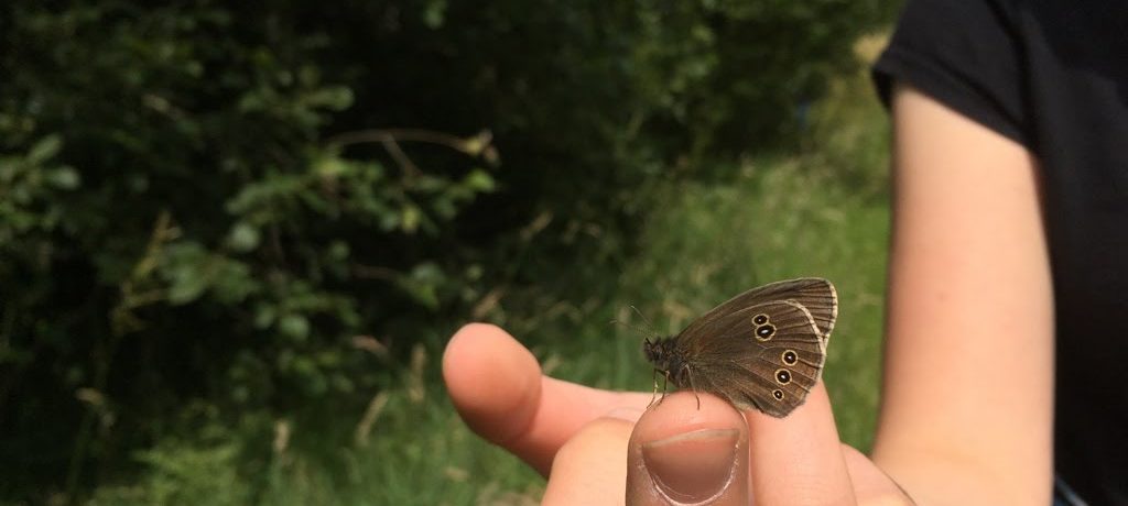 butterfly landed on finger