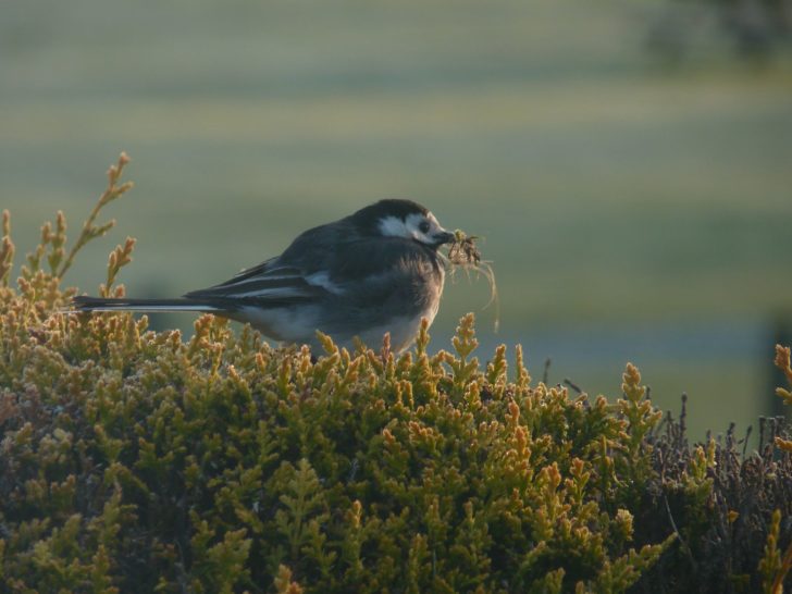 White wagtail on heather