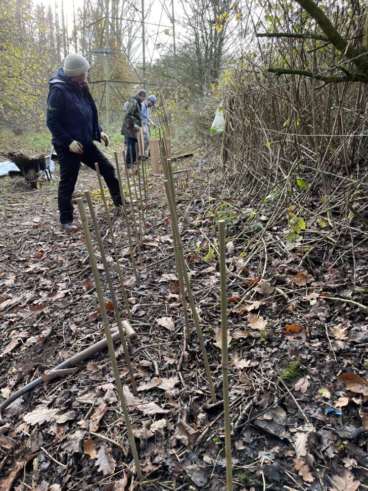 Marking out the hedge